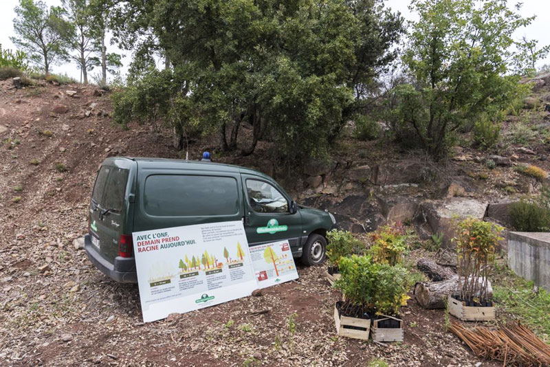 Opération reboisement dans l'Estérel par les élèves de Fréjus