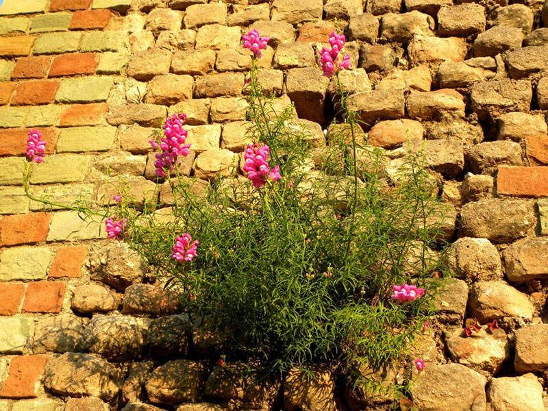 Label 3 fleurs et un prix spécial pour Fréjus  en 2020 !