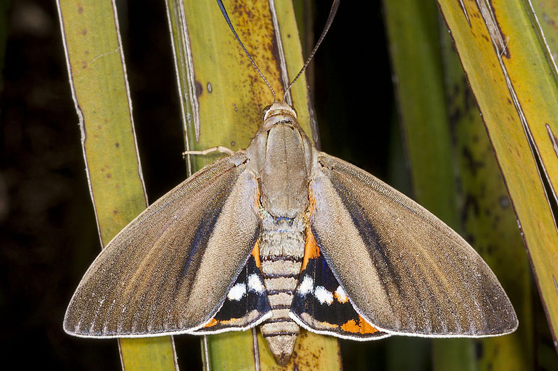 papillon paysandisia archon