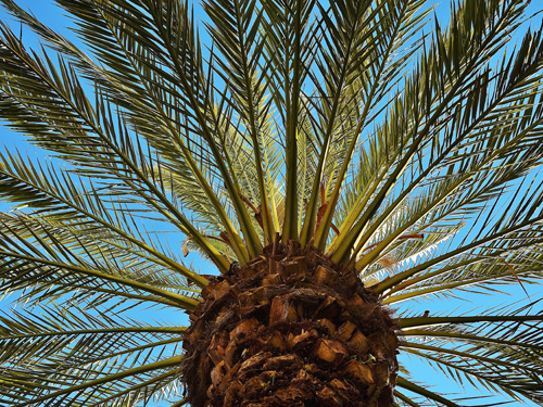 Palmiers : lutter contre les nuisibles