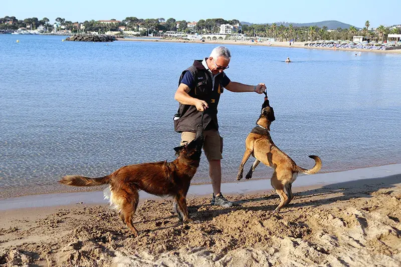 Détection de nids de tortues marines sur les plages de Fréjus