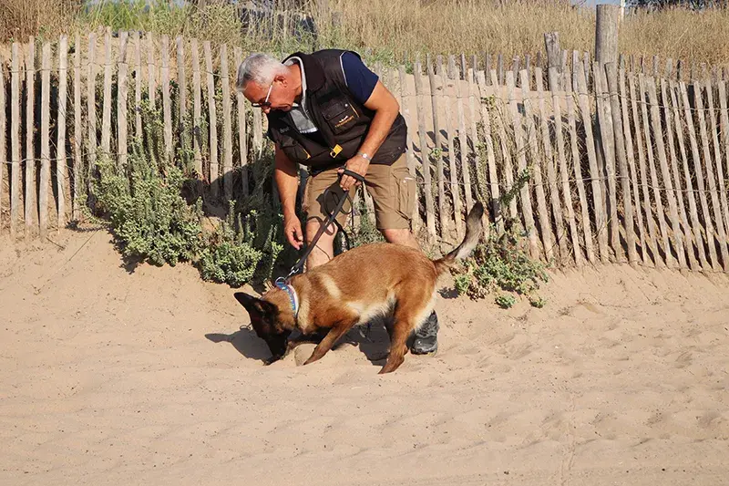 Détection de nids de tortues marines sur les plages de Fréjus