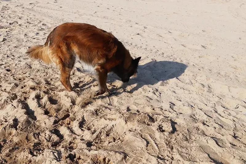 Détection de nids de tortues marines sur les plages de Fréjus