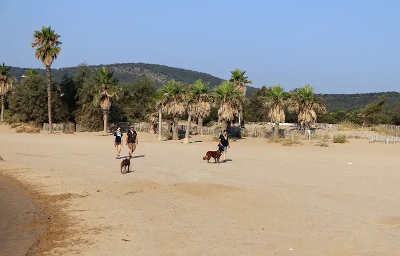 Détection de nids de tortues marines sur les plages de Fréjus