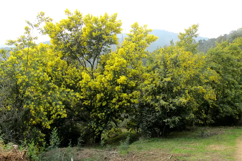 Gestion des mimosas dans le massif de l’Estérel sur la commune de Fréjus