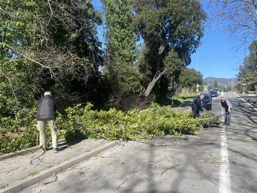 Vent violent : des arbres tombés sur les routes de Fréjus