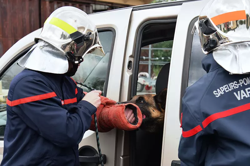 La brigade canine de la Ville forme les sapeurs-pompiers du Var