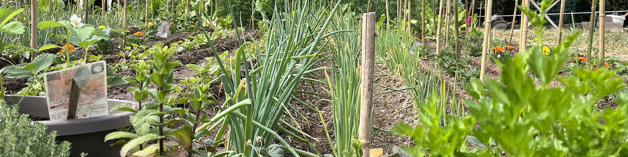 Image d'illustration : Journée des Jardins Partagés à Villeneuve : un succès pédagogique et écologique !
