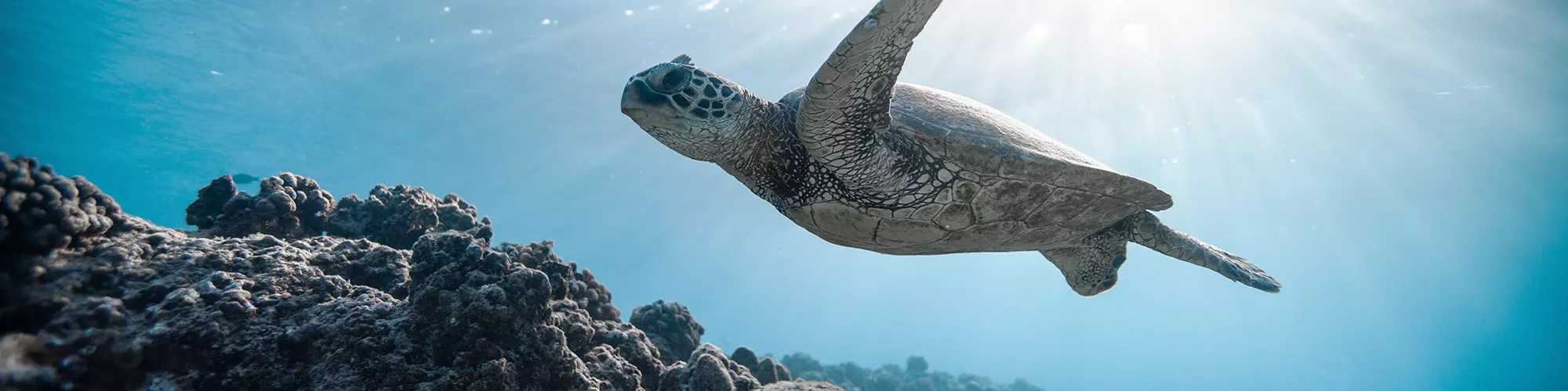 Image d'illustration : Une nouvelle tortue marine a pondu cette nuit à Fréjus !