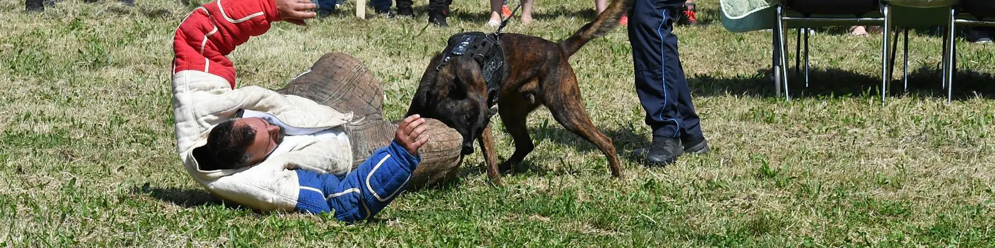 Image d'illustration : La Brigade Canine de Fréjus en mission en Italie !