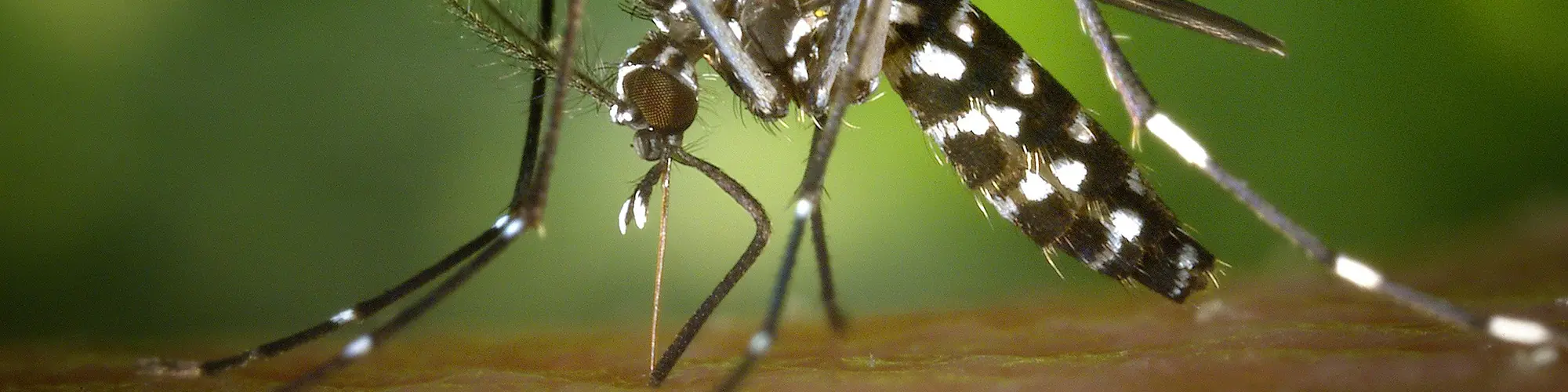 Image d'illustration : Alerte chikungunya