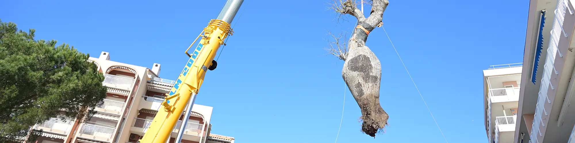 Image d'illustration : Promenade des Bains : un « arbre-bouteille » s&rsquo;installe sur notre littoral